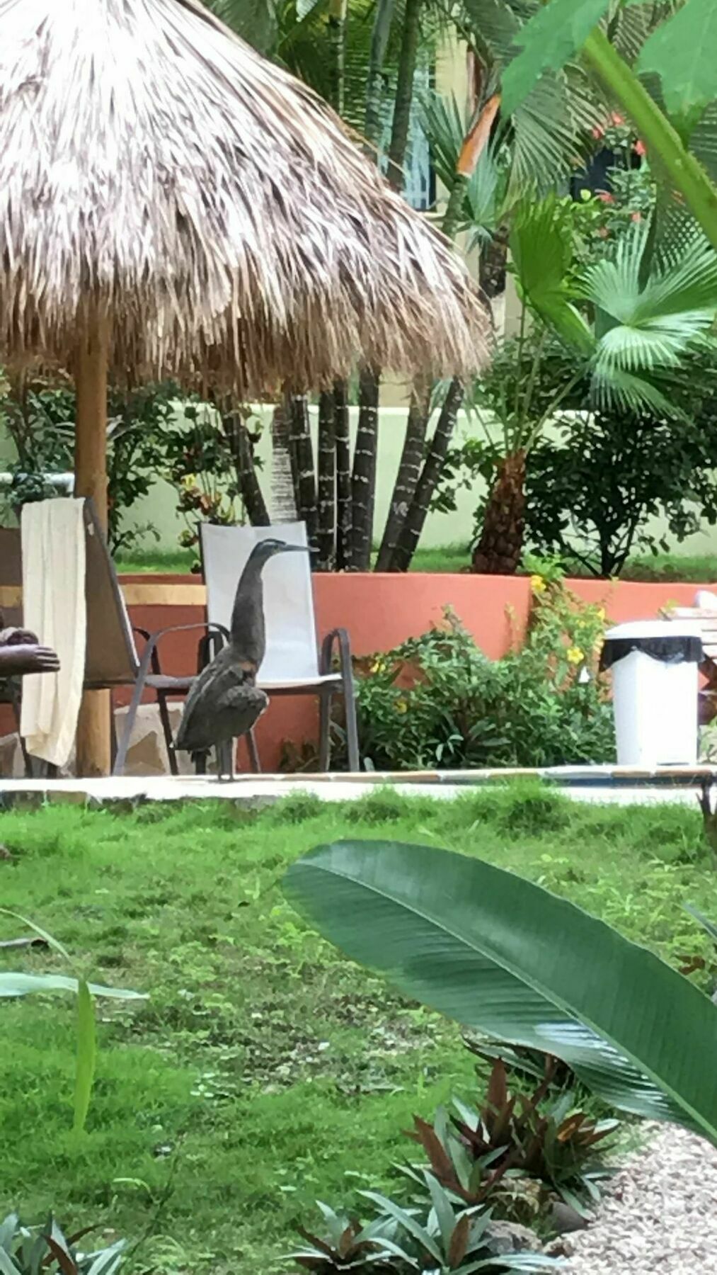 Fuego Lodge Playa Santa Teresa  Eksteriør billede